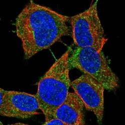 LYRM2 Antibody, Novus Biologicals:Antibodies:Primary Antibodies